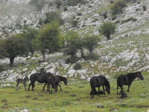 trekking 6 dias en asturias