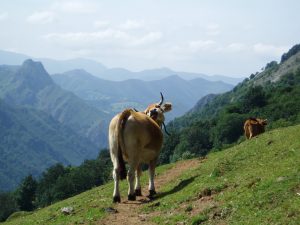 Rutas de Senderismo en Asturias